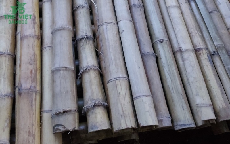 Ứng dụng tre luồng trong làm hàng rào độc đáo.