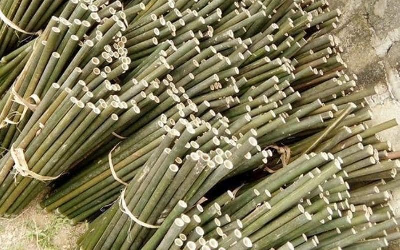 cay-nua201 Cây nứa là cây gì?