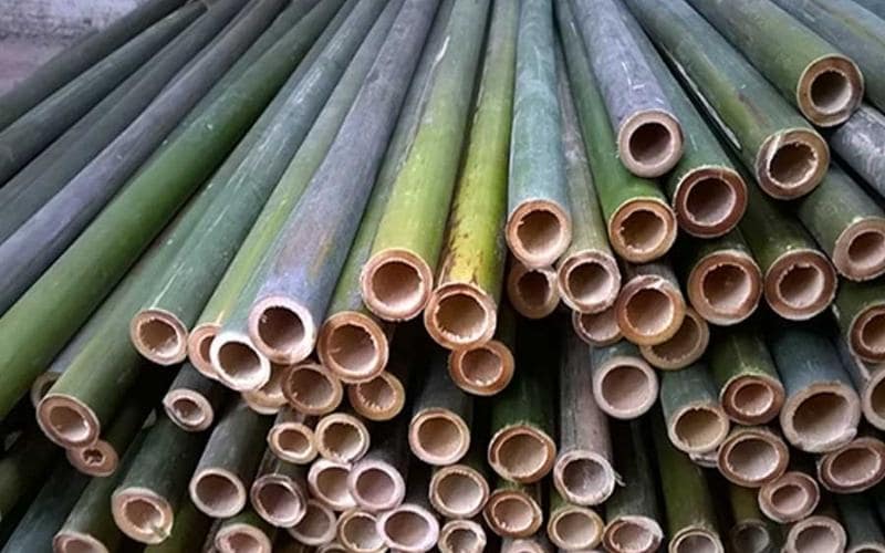 cay-nua202 Phân bố cây nứa