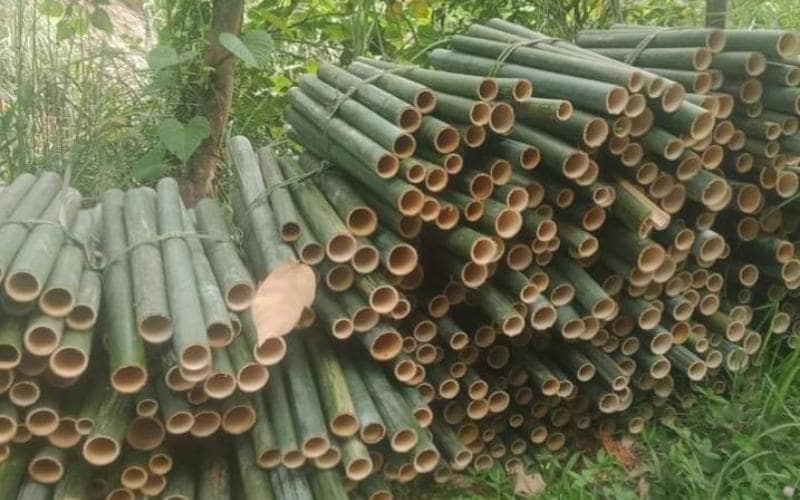 cay-nua203 Kỹ thuật trồng trọt cây nứa rừng