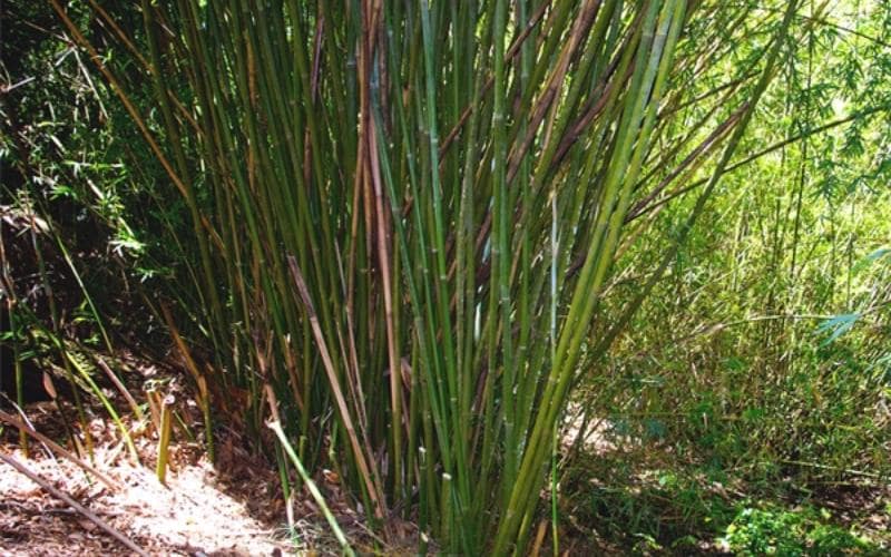 cay-tre-lo-o201 Cây tre lồ ô là cây gì?