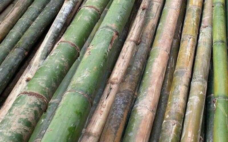 cay-tre-lo-o203 Đơn vị cung cấp cây lồ ô uy tín TPHCM?