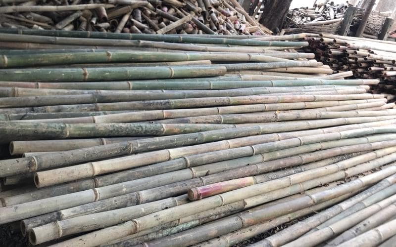 cay-tre-lo-o204 Đặc điểm hình thái cây lồ ô