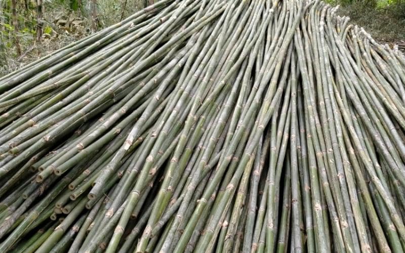 Cách trồng và chăm sóc tầm vông