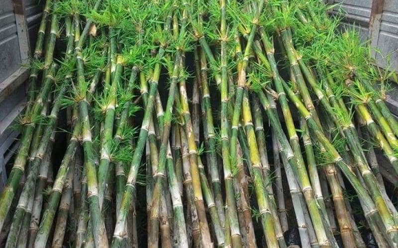 Cách chọn giống cây tầm vông tốt