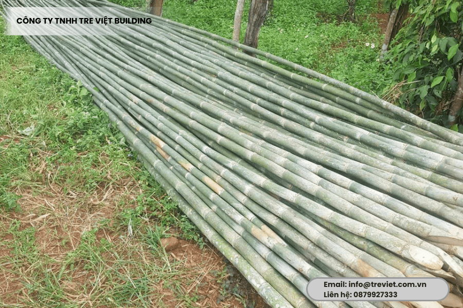 nguyc3aan-lie1bb87u-tre-trc3bac-5_optimized